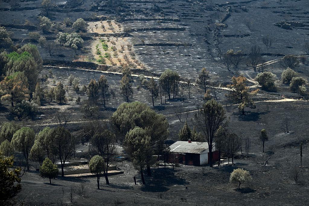 EUROPE’S ABANDONED FARMLAND IS TURNING INTO WILDFIRE FUEL AS EMPTYING VILLAGES LEAVE FORESTS TO GROW UNMANAGED